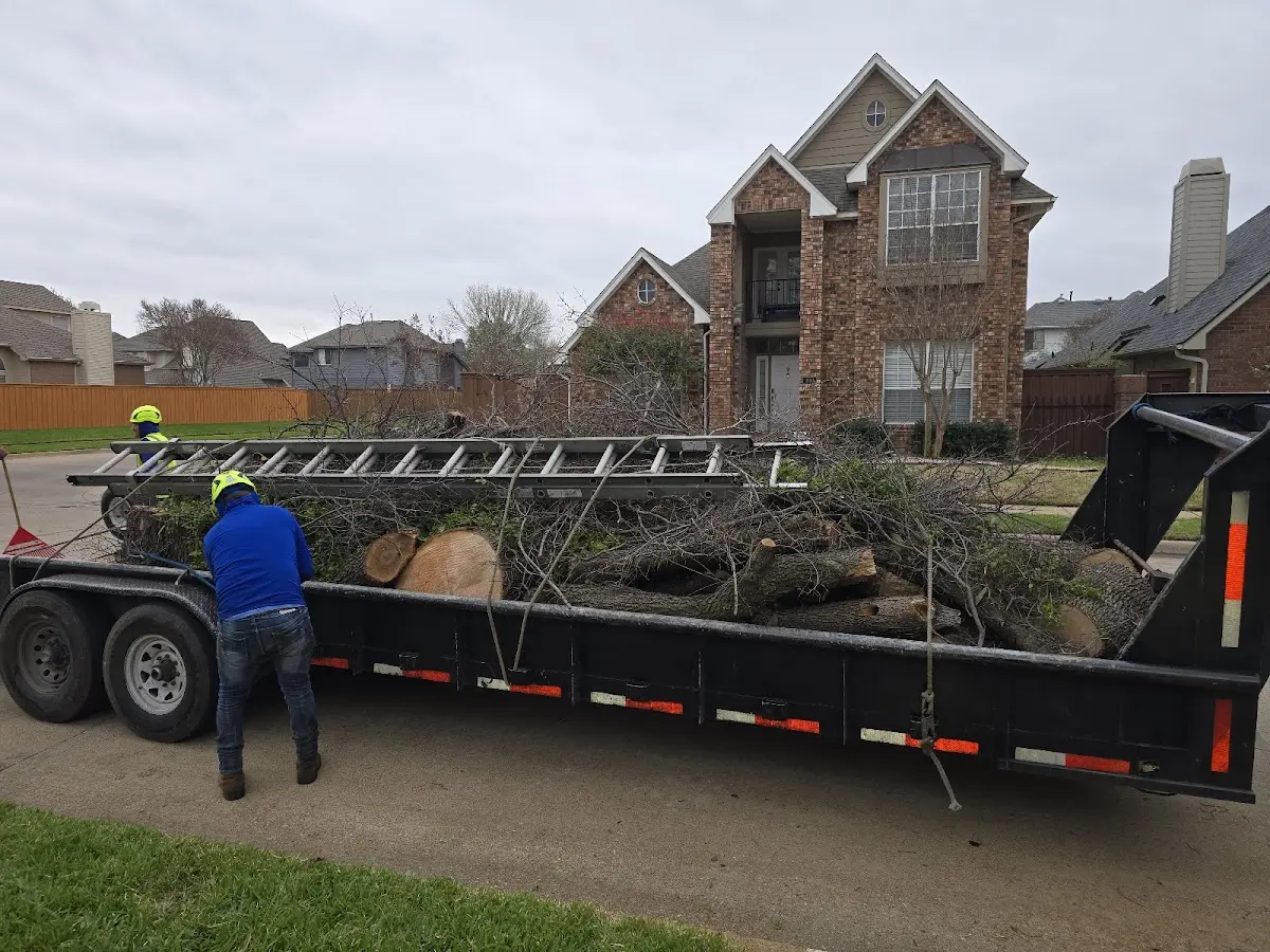 Expert Tree Fertilization with proper safety equipment in Couch